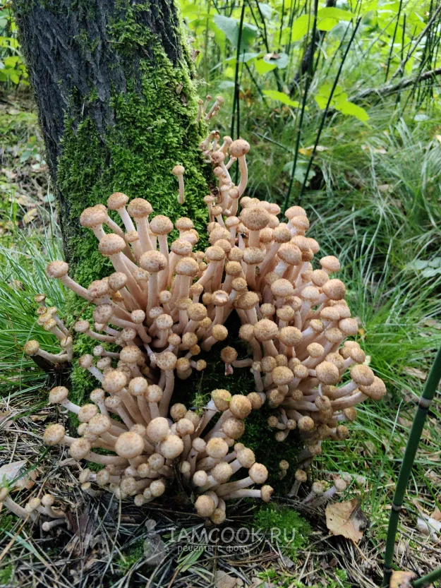 Шаг 11: иллюстрация