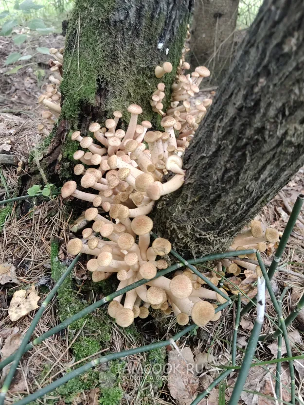 Шаг 12: иллюстрация