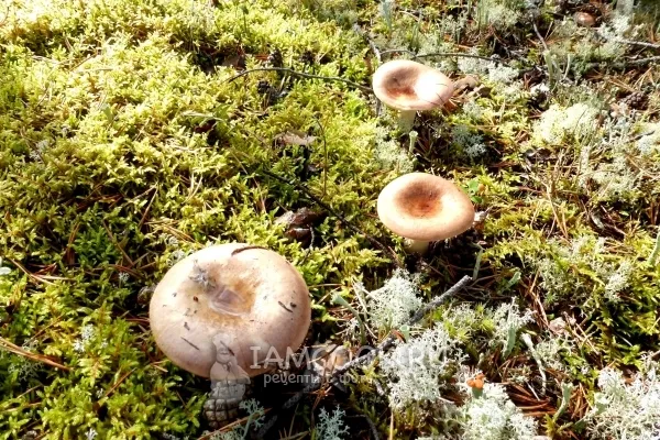 Шаг 1: иллюстрация