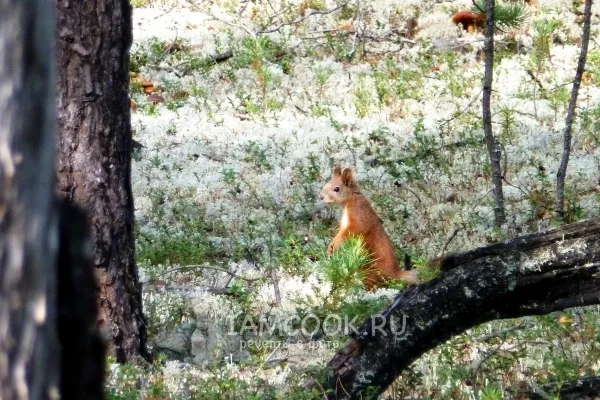 Шаг 14: иллюстрация